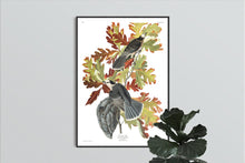 Load image into Gallery viewer, Canada Jay Print by John Audubon