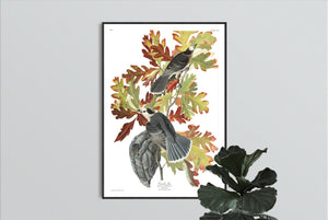 Canada Jay Print by John Audubon