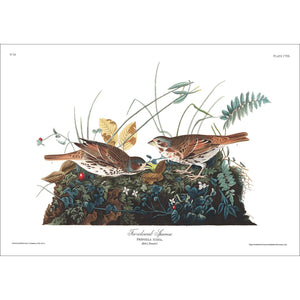 Fox-Coloured Sparrow Print by John Audubon