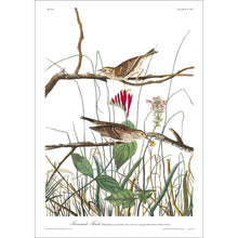 Load image into Gallery viewer, Savannah Finch Print by John Audubon