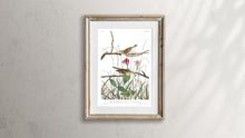 Load image into Gallery viewer, Savannah Finch Print by John Audubon