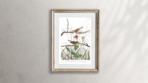 Savannah Finch Print by John Audubon