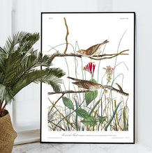 Load image into Gallery viewer, Savannah Finch Print by John Audubon
