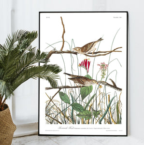 Savannah Finch Print by John Audubon