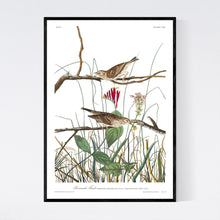 Load image into Gallery viewer, Savannah Finch Print by John Audubon