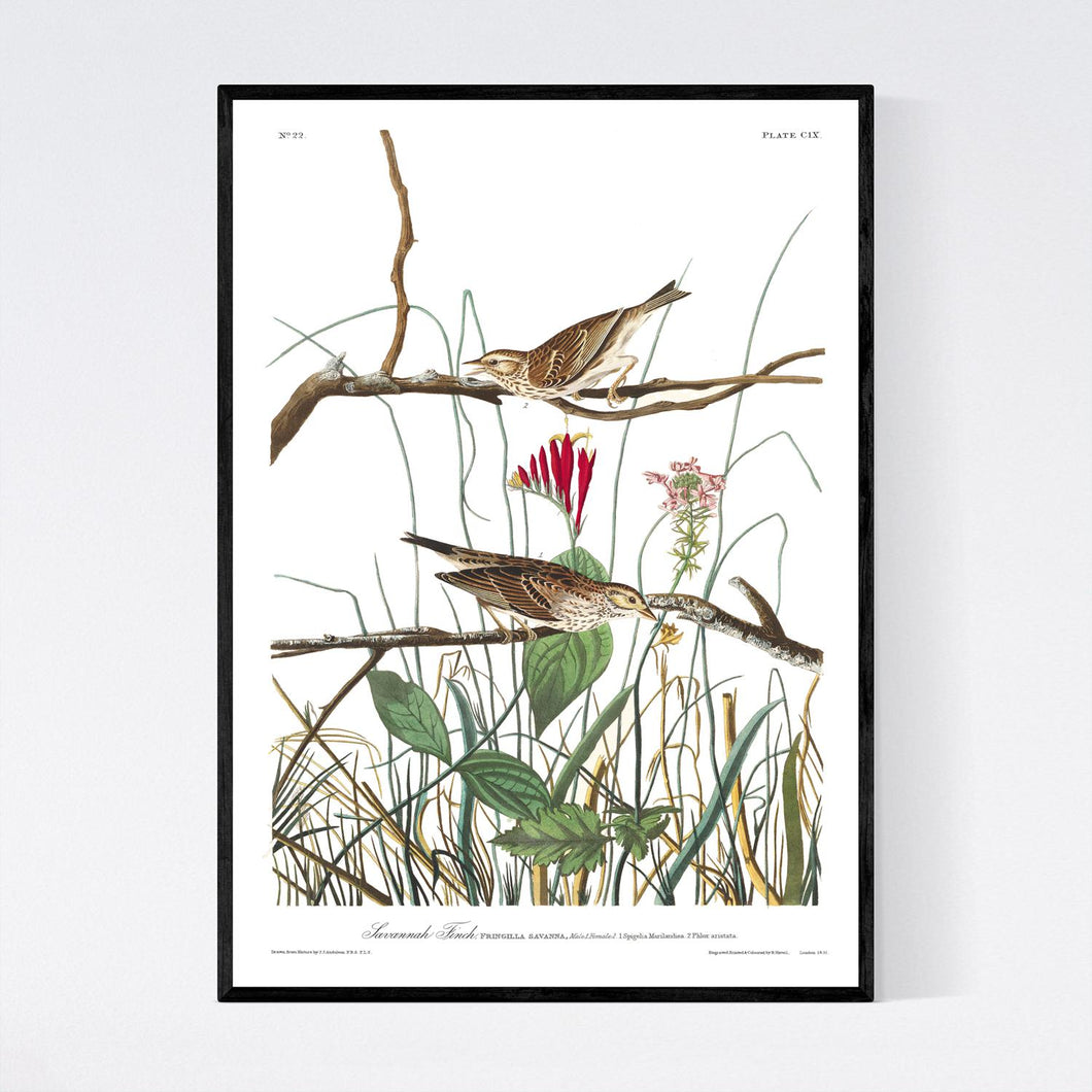 Savannah Finch Print by John Audubon