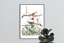Load image into Gallery viewer, Savannah Finch Print by John Audubon