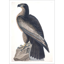 Load image into Gallery viewer, Bird of Washington Print by John Audubon