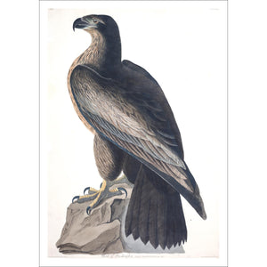 Bird of Washington Print by John Audubon