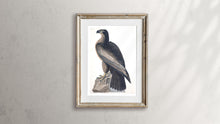 Load image into Gallery viewer, Bird of Washington Print by John Audubon