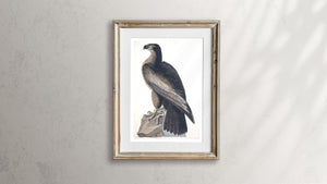 Bird of Washington Print by John Audubon