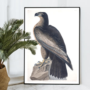 Bird of Washington Print by John Audubon