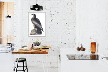 Load image into Gallery viewer, Bird of Washington Print by John Audubon