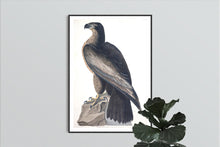 Load image into Gallery viewer, Bird of Washington Print by John Audubon
