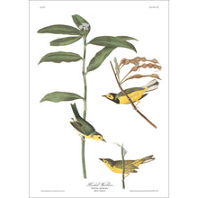 Load image into Gallery viewer, Hooded Warbler Print by John Audubon