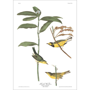 Hooded Warbler Print by John Audubon