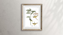 Load image into Gallery viewer, Hooded Warbler Print by John Audubon