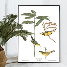 Load image into Gallery viewer, Hooded Warbler Print by John Audubon