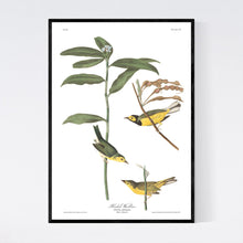 Load image into Gallery viewer, Hooded Warbler Print by John Audubon
