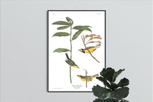 Load image into Gallery viewer, Hooded Warbler Print by John Audubon