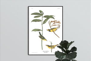 Hooded Warbler Print by John Audubon