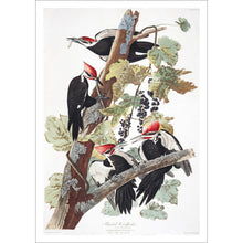 Load image into Gallery viewer, Pileated Woodpecker Print by John Audubon