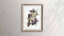 Load image into Gallery viewer, Pileated Woodpecker Print by John Audubon