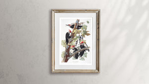 Pileated Woodpecker Print by John Audubon