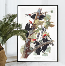 Load image into Gallery viewer, Pileated Woodpecker Print by John Audubon