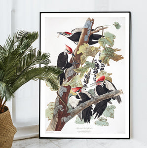 Pileated Woodpecker Print by John Audubon