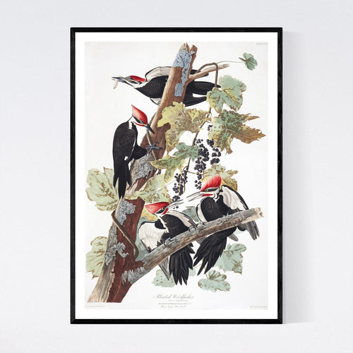 Pileated Woodpecker Print by John Audubon