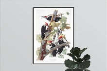 Load image into Gallery viewer, Pileated Woodpecker Print by John Audubon