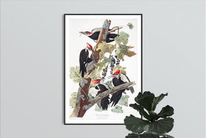 Pileated Woodpecker Print by John Audubon