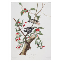 Load image into Gallery viewer, Downy Woodpecker Print by John Audubon