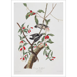 Downy Woodpecker Print by John Audubon