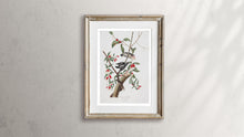 Load image into Gallery viewer, Downy Woodpecker Print by John Audubon
