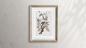 Downy Woodpecker Print by John Audubon