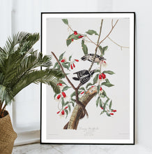 Load image into Gallery viewer, Downy Woodpecker Print by John Audubon