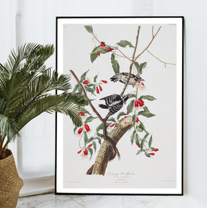 Downy Woodpecker Print by John Audubon