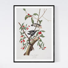 Load image into Gallery viewer, Downy Woodpecker Print by John Audubon