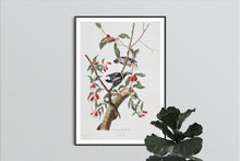 Load image into Gallery viewer, Downy Woodpecker Print by John Audubon