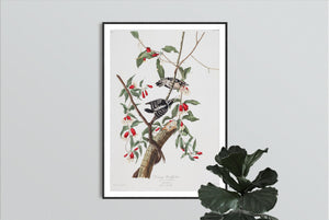 Downy Woodpecker Print by John Audubon