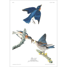 Load image into Gallery viewer, Blue-Bird Print by John Audubon