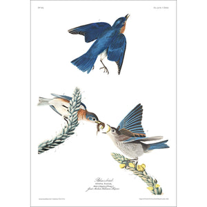 Blue-Bird Print by John Audubon