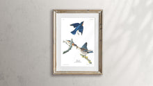 Load image into Gallery viewer, Blue-Bird Print by John Audubon