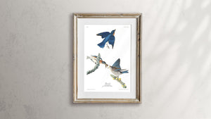Blue-Bird Print by John Audubon
