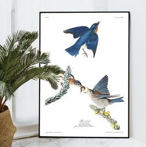 Blue-Bird Print by John Audubon