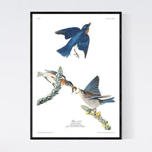 Load image into Gallery viewer, Blue-Bird Print by John Audubon