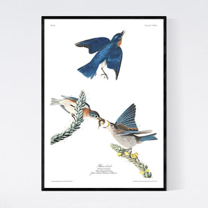 Blue-Bird Print by John Audubon