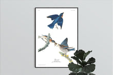 Load image into Gallery viewer, Blue-Bird Print by John Audubon